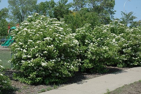 Viburnum trilobum or American Cranberrybush zone 3. This shrub is 8-12 feet high and wide. It has small spring while halo shaped flowers, red orange fruit, nice fall color and it creates a nice naturalistic hedge. Part Shade Flowers, Highbush Cranberry, Viburnum Opulus, Low Maintenance Shrubs, Bell Gardens, Homestead Gardens, Natural Pond, Garden Nursery, How To Attract Birds