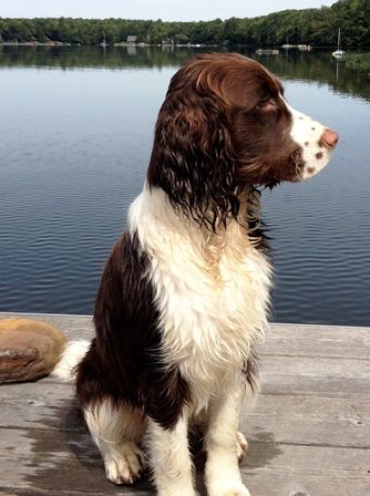 ENGELSE SPRINGER SPANIEL French Spaniel, Springer Spaniel Puppies, Dog Swimming, Spaniel Puppies, English Springer Spaniel, Bird Dogs, Water Dog, Spaniel Dog, Springer Spaniel