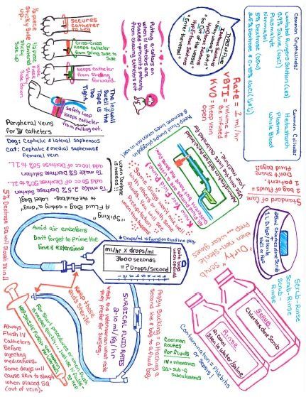 From a different point of view: Vet Tech Class Notes for IV Fluids. Vet Study Notes, Vet Tech Study Notes, Vet Notes Aesthetic, Vet Tech Notes Aesthetic, Veterinary Technician Student Notes, Veterinarian Notes, Vet Nursing, Vet Notes, Vet Nurse Notes