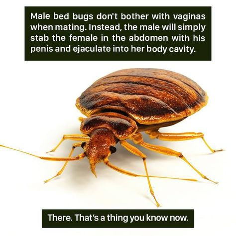 Bug Facts, Weird Animal Facts, Animal Facts For Kids, Facts About Animals, Cool Bugs, Facts For Kids, Internet Memes, Bed Bugs, About Animals