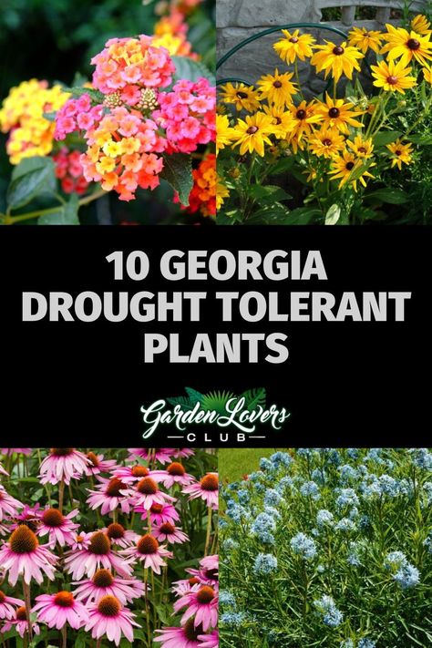 The state of Georgia includes the USDA zones of 6a through 9a. No matter the area of Georgia where you reside, you need to know about drought-tolerant plants in case a drought strikes your region. Native Plants To Georgia, Georgia Backyard Landscaping, Georgia Landscaping Ideas, Coastal Georgia Landscaping, Georgia Native Landscaping, Gardening In Georgia, Native Georgia Plants, Native Georgia Plants Landscapes, Georgia Native Plants Gardening