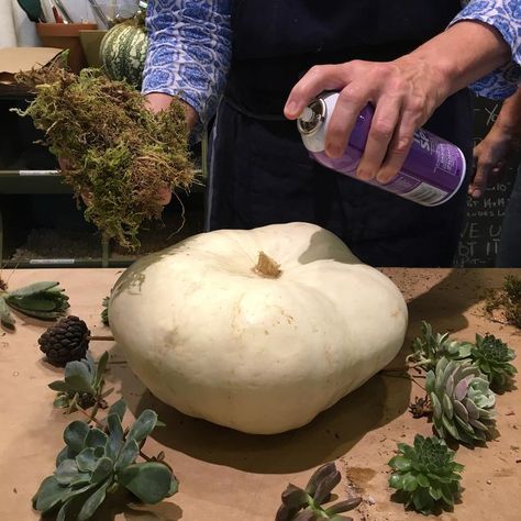 How To Make A Pumpkin Succulent Arrangement, Real Succulent Pumpkins Diy, Pumpkin Succulent Centerpieces Fall, Succulents On Pumpkins, Fall Decor Pumpkins Indoor, Pumpkin With Succulents Centerpiece, Diy Succulent Pumpkin, Succulent Pumpkins Centerpiece, Green Pumpkin Centerpiece