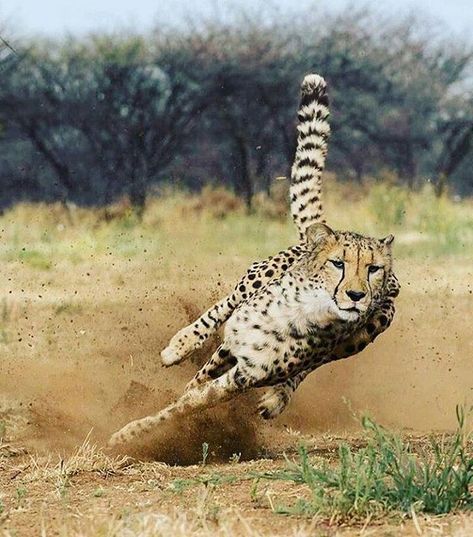 Cheetah attack! |  Photo by @ccfcheetah  #Destination_wild Cheetah Running, Tiger Beetle, Photo Animaliere, Wild Animals Pictures, Africa Destinations, Record Holder, African Wildlife, Cheetahs, African Animals