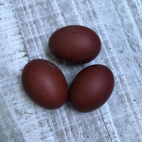 Black Copper Maran Eggs, French Black Copper Maran Chicken, Blue Copper Marans, City Chickens, Egg Images, Maran Chickens, Ayam Cemani, Farmers Life, Black Copper Marans