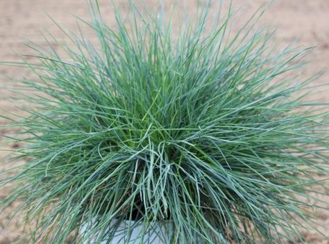 Festuca Glauca Intense Blue, Slate Ideas, Festuca Glauca, North Hills, Foliage Plants, Raised Beds, Colour Scheme, Front Garden, Design Working