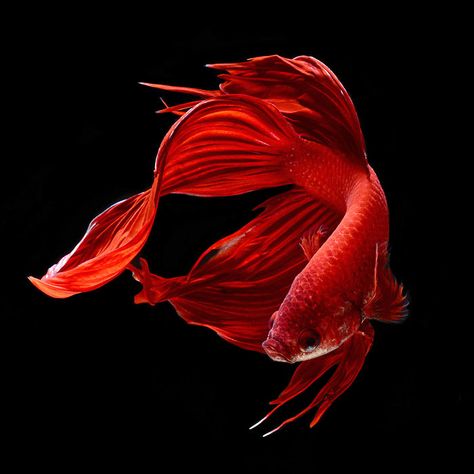 Siamese Fish, Iphone 6s Wallpaper, Aquatic Art, Fish Background, Beta Fish, Fish Wallpaper, Exotic Fish, Beautiful Fish, Foto Art