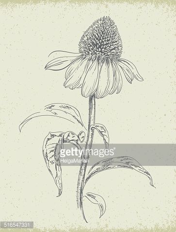 Purple Coneflower Echinacea Pencil Drawing : Vector Art Echinacea Flower, Wildflower Drawing, Purple Coneflower, Ink Doodles, Floral Drawing, Flower Doodles, Botanical Drawings, Flower Illustration, Free Illustrations