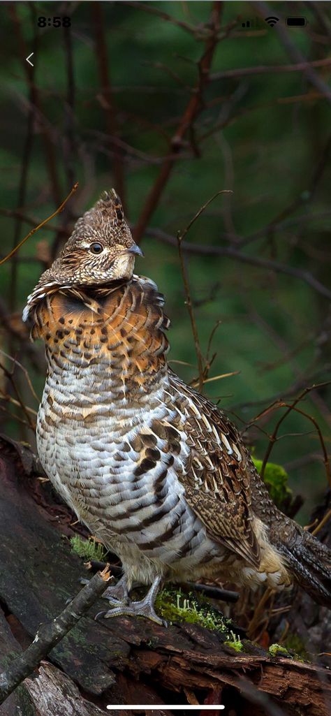 Algonquin Provincial Park, Ruffed Grouse, Wild Animals Photography, Bird Hunting, Wildlife Paintings, Hunting Gifts, Game Birds, Ten Thousand, Bird Pictures