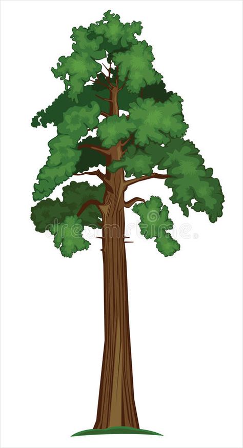 Vector Sequoia. Vector illustration of Big Sequoia Tree #Sponsored , #ad, #Sponsored, #Sequoia, #Big, #illustration, #Vector Giant Sequoia Trees, Sequoia Tree, Sumi E Painting, Tree Clipart, Redwood Tree, Tree Artwork, Parts Of A Plant, Tree Illustration, Tree Drawing