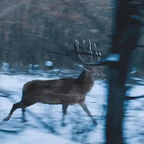 Tap the 🦌 to animate the gif. Deer Running, Animation Reference, Beautiful Beautiful, A Deer, Winter Clothing, Animals Of The World, Animal Gifs, Beautiful Creatures, Animals Beautiful