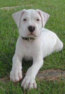 Dogo Argentino Puppy, Dog Argentino, Dogo Argentino Dog, American Bulldogs, Akc Breeds, Really Cute Puppies, Puppy Images, Bear Dog, Cute Little Puppies