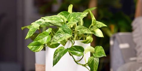 20 Types of Pothos - Easy to Grow Pothos Varieties Pothos Plant Care, Aloe Barbadensis Miller, Marble Queen Pothos, Houseplants Low Light, Hedera Helix, نباتات منزلية, Sansevieria Trifasciata, Golden Pothos, Ficus Elastica