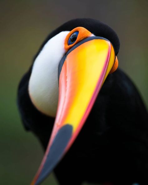 🌿 Nature And Wildlife 🌿 on Instagram: “Toco toucan close up 😁 Look at that bright beak! 😨 • • • Photo by @octaviocampossalles • • • Follow @wildlifeandscenery for daily posts ✨…” Toco Toucan, Macro Pictures, Bird Pictures, Exotic Birds, Pretty Birds, Colorful Birds, Bird Photography, Animal Planet, Bird Lovers