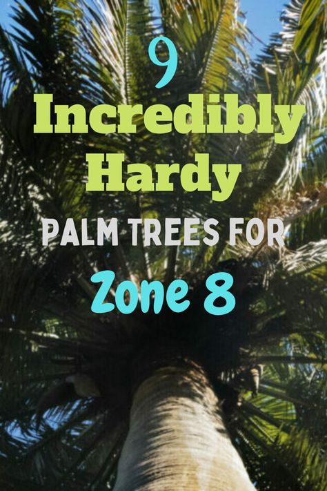 Plants For Zone 8 Landscapes, Zone 8 Landscaping Front Yards, Cold Hardy Tropical Plants, Zone 8b Landscaping, Zone 9 Landscaping Florida, Palm Tree Landscape Ideas, Zone 8 Landscaping, Pool 2023, Palm Tree Care