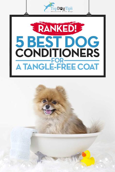 Top Best Dog Conditioner Coconut Oil Dogs Skin, Diy Dog Shampoo, Body Wash Recipe, Diy Conditioner, Best Dog Shampoo, Meds For Dogs, Puppy Shampoo, Coconut Oil For Teeth, Coconut Oil For Dogs