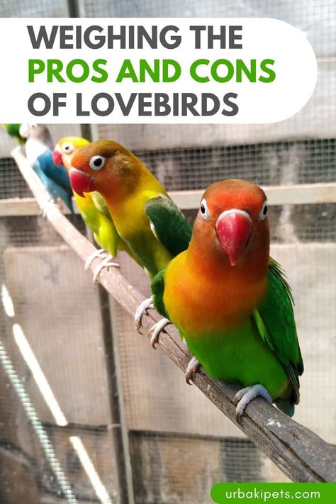 Explore the advantages and disadvantages of keeping lovebirds as pets in our comprehensive guide! Whether you're considering adding these colorful birds to your family or seeking insights into their care requirements, this article offers valuable information to help you make an informed decision. From their playful personalities to their vocal nature, learn about the unique aspects of lovebird ownership and how to provide them with a happy and fulfilling life. Say goodbye to uncertainties Love Birds Pet, African Lovebirds, Bird Care, Advantages And Disadvantages, Side Yard, Green House, Colorful Birds, Social Interaction, Fulfilling Life