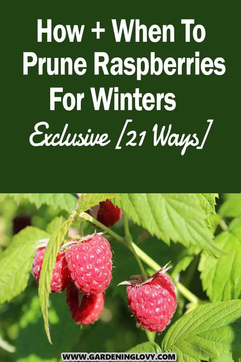 If there is one fruit variety that you can grow no matter how big or small your garden is, it is none other than raspberries. Read this post to learn how and when to prune raspberries for winters. How To Prune Raspberry Bushes, Pruning Raspberry Bushes, Raspberry Bushes Care How To Grow, Harvesting Raspberries, Raspberry Gardening, Raspberry Pruning, Plant Raspberries, Grow Raspberries, Pruning Raspberries