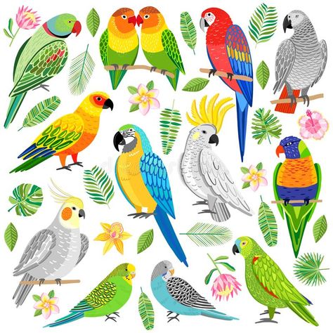 Tropical Parrot Illustration, Tropical Birds Drawing, Tropical Bird Drawing, Parotts Bird Drawing, Parrots Illustration, Parrots Drawing, Parrot Vector, Parrot Illustration, Parrot Cartoon