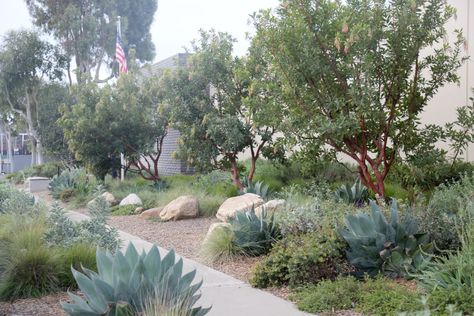 California Native Plants Landscaping, Landscaping For Desert Climate, High Desert Gardening California, Salt Tolerant Plants Coastal Gardens, Lush Desert Garden, Mediterranean Climate Landscape, California Landscaping, Native Plant Landscape, Landscape Stairs