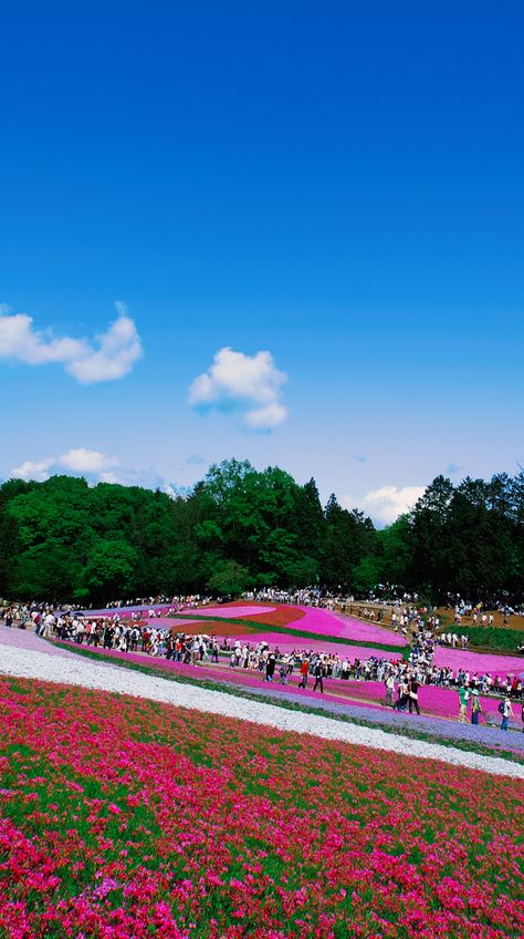 Hitsujiyama-park,The hill of moss pink (Chichibu-city SAITAMA JAPAN) Hitsujiyama Park, Japan Place, Saitama Japan, Saitama, The Hill, Flowers Nature, Japan, Natural Landmarks, Flowers