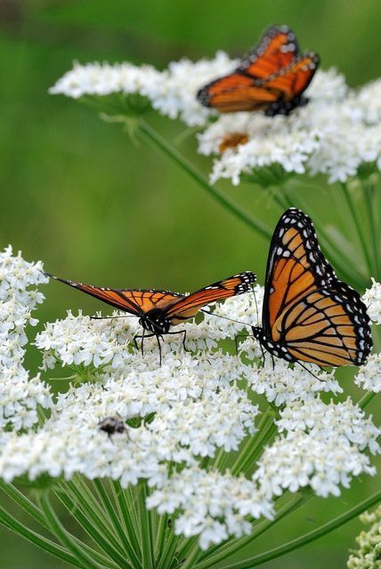 Viceroy Butterflies on Cowparsnip (Herableum maximum) Black Butterflies, Butterfly Pictures, Butterfly Kisses, Butterfly Wallpaper, Butterfly Garden, Monarch Butterfly, Butterfly Flowers, A Butterfly, Beautiful Butterflies