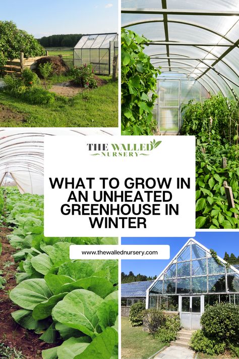 While outdoor gardening may be limited due to the colder temperatures, an unheated greenhouse can provide a protected environment for a variety of crops. So, what can you grow in an unheated greenhouse? Herbs To Grow In Greenhouse, Flowers In Greenhouse, Greenhouse For Trees, Hoop Green House Ideas, Greenhouse Food Garden, All Season Greenhouse, Greenhouse Garden Ideas, Beginner Greenhouse, Starting A Greenhouse