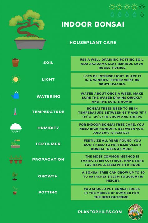 Have a look at our Bonsai Tree Care Sheet and read our article. #bonsai #plantcare #plantophiles Growing A Bonsai Tree From Seed, Indoor Bonsai Tree Types, Norway Spruce Bonsai, How To Take Care Of A Bonsai Tree, Bonsai Care Tips, Bonzai Tree Care, Bonsai Tree Meaning, How To Care For Bonsai Tree, Bonsai Tree Care Indoor