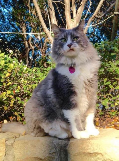 When someone you don't like tries to talk to you Cat Work, Cat People, Cat Person, Reality Check, Funny Animal Pictures, Maine Coon, Crazy Cat Lady, Crazy Cats, Cat Pics