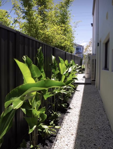 Tropical Side Garden, Fence Line Plants, Bird Of Paradise Landscaping, Camellia Hedge, Tropical Backyard Landscaping, Courtyard Plants, Narrow Garden, Backyard Seating Area, Side Yard Landscaping