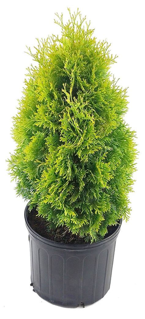 PRICES MAY VARY. Plant is delivered in a #3 size container. It is fully rooted in the soil and can be planted immediately upon arrival, weather permitting. For Best results, plant in usda zones 4-8. Mature Height is 12-15ft, mature spread is 2-3ft This arborvitae's lime-green foliage, edged in yellow turns heads in the landscape. With the onset of cold winter temperatures the evergreen foliage turns amber-gold Because of its contained, narrow growth habit, it can fit in the smaller areas of the Alberta Spruce, Arborvitae Tree, Cupressus Sempervirens, Thuja Occidentalis, Green Giant, Pale Lavender, Evergreen Plants, Flowering Shrubs, Perfect Plants