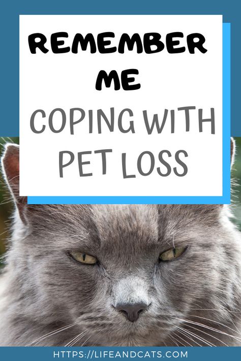 Losing a beloved cat is a painful experience. Strategies for coping with the emotions of loss. How to help children cope with the loss of their pet. What to say and not say to a grieving friend. Pet Loss Cat, Coping With Loss, Cat Loss, Pet Remembrance, Pet Advice, Kitten Care, Life Poster, The Emotions, Remember Me