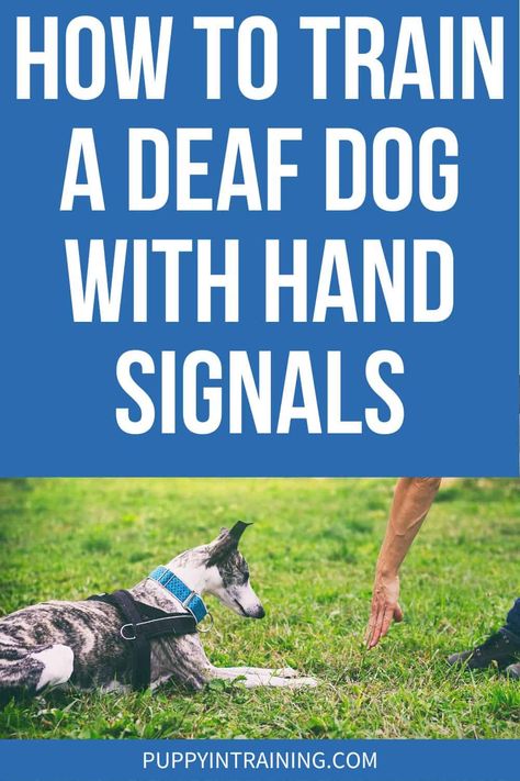 Deaf Puppy Training, Training A Deaf Puppy, Dog Sign Language Hand Signals, Deaf Dog Training Hand Signals, Dog Sign Language, Deaf Dog Training, Deaf Puppy, Lab Puppy Training, Dogs Things