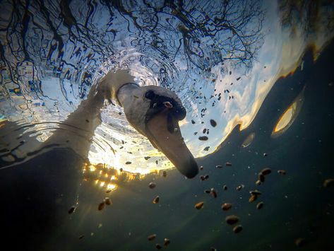 ‘Sunrise Mute Swan Feeding Underwater' By Ian Wade (United Kingdom), 1st Place In 'British Waters Compacts' Mute Swan, The Great Migration, Shark Diving, Underwater Photographer, Lion Fish, Marine Conservation, Underwater Photos, Underwater Photography, Sea Fish