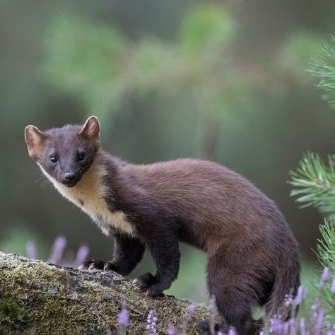 Pine Marten, Forest Of Dean, Natural Heritage, Fantasy Adventure, A Day In Life, Northern Europe, Cute Creatures, Fall 2015, Art Lessons