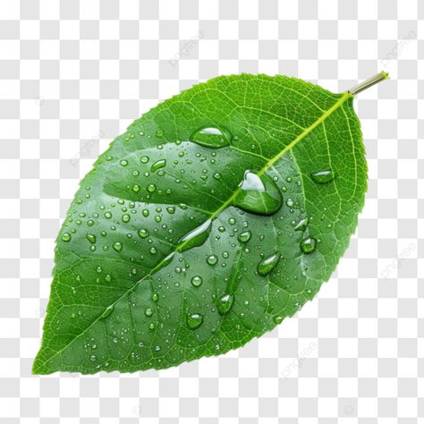 raindrops on leaf clipart raindrop leaf water png Water Png, Leaf Png, Flower Png Images, Leaves Png, Leaf Photography, Portrait Background, Background Flower, Food Png, Creative Advertising Design