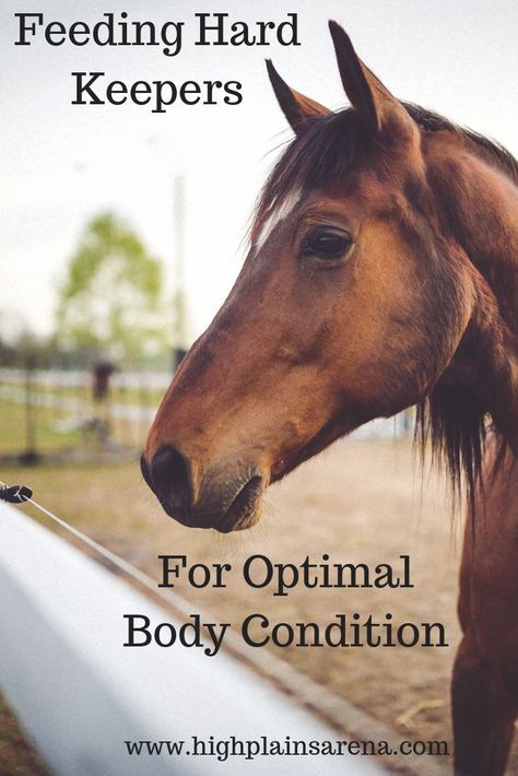 How to feed your hard keeper horse for optimal body condition. Feed to gain weight without making your horse hot. #nutrition #horsehealth #horsetraining Horse Weight, Horses Farm, Farm Management, Horse Nutrition, Equine Nutrition, Horse Food, Diy Horse, Horse Care Tips, Horse Info