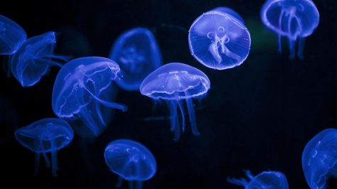 Jellyfish Ideas, Jellyfish Kids, Jellyfish Tentacles, Pet Jellyfish, Jellyfish Sting, Jellyfish Photo, Jellyfish Pictures, Moon Jellyfish, Blue Jellyfish