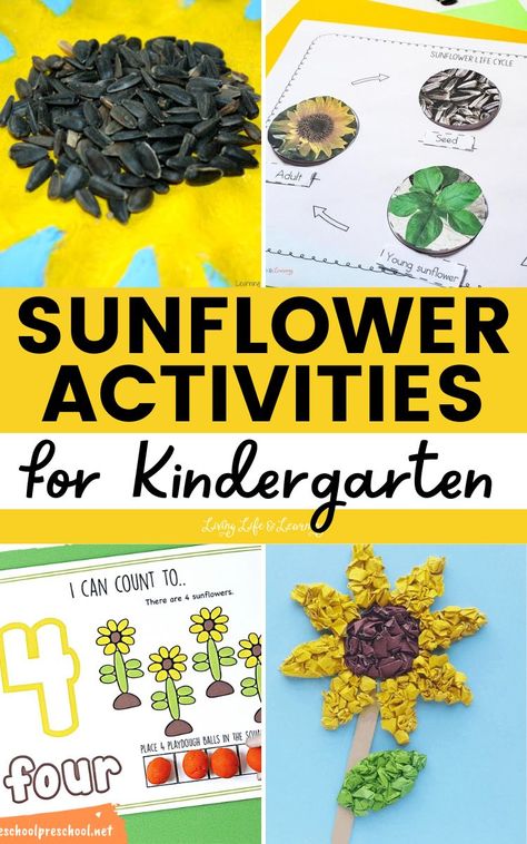 Sunflower Activities, Outdoor Kindergarten, Sunflower Life Cycle, In Touch With Nature, School Age Activities, Activities For Kindergarten, Life Learning, Homeschool Kindergarten, Nature Study