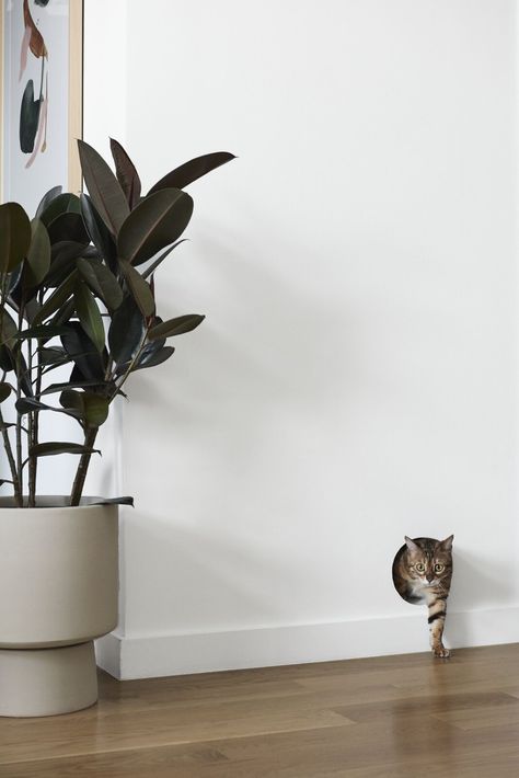 A Cat-Approved Brooklyn Apartment by Studio Nato - Dwell Litter Box Ideas, Brooklyn Apartment, Cat Playground, Bengal Cats, Modern Hallway, Understairs Storage, Stair Storage, Wood Arm Chair, Exclusive Home