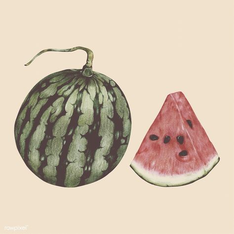 Illustration of tropical fruit watercolor style | premium image by rawpixel.com Tropical Fruits Drawing, Tropical Fruit Painting, Watercolour Watermelon, Passionfruit Watercolor, Watermelon Botanical Illustration, Earth Tones Paint, Watermelon Illustration, Watercolor Watermelon, Fruit Watercolor