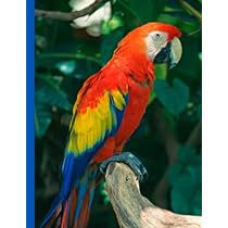 Rainforest Crafts, Crafts For Kindergarten, Jungle Theme Decorations, Year Board, Anime Diys, Parrot Drawing, Cute Parrot, Rainforest Theme, Murals For Kids