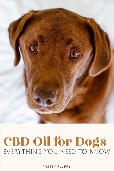 CBD Oil for Dogs Australia: Your FAQ's Answered | Pretty Fluffy Holistic Pet Care, Living With Dogs, Dog Quotes Love, Dog Jokes, Oils For Dogs, Cute Dog Collars, Group Of Dogs, Calm Dogs, Custom Dog Collars