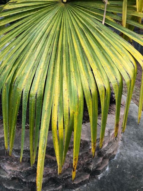 Windmill Palm Landscaping, Mexican Palm Tree, Windmill Palm, Mexican Palm, Winter Greenhouse, Plant Tips, Palm Fronds, Arkansas, South Carolina