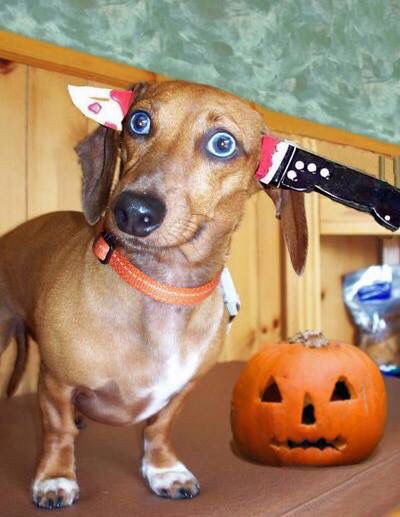 Doxie in a "Knifefight Loser" costume Dachshund Costume, Puppy Halloween Costumes, Arte Dachshund, Dachshund Facts, Find Your Spirit Animal, Cute Dog Costumes, Happy Halloweenie, Dachshund Funny, Pet Halloween Costumes