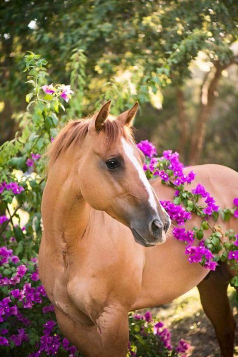 Beautiful Horses Photography, Beautiful Horse Pictures, Mustang Horse, Horse Wallpaper, Horse Aesthetic, Most Beautiful Horses, All The Pretty Horses, Animal Canvas, Cute Horses