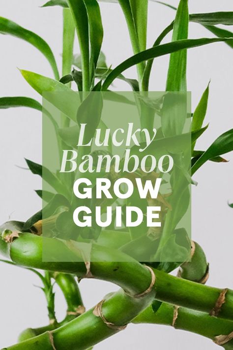 Braided Bamboo Plant, Lucky Bamboo Care, Natural Wood Home Decor, Bamboo Plant Care, Nz Garden, Natural Wood Home, Bamboo Bathroom Accessories, Rattan Lighting, Jade Plant Care