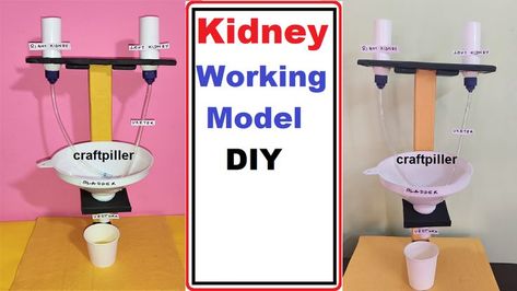 kidney working model using waste materials at home - diy | craftpiller |  @howtofunda ​ Science Models, Working Model, Making A Model, Best Out Of Waste, Science Project, Science Projects, Biology, Home Diy, Diy Projects