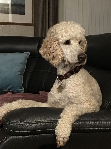 Standard Poodle Short Haircut, Short Poodle Cuts, Poodle Short Haircut, Short Poodle Haircut, Standard Poodle Cuts, Doodle Cuts, Standard Poodle Haircuts, Poodle Haircuts, Goldendoodle Haircuts