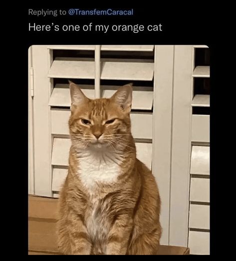 Wholesome Cat, Cat Behavior Facts, Cat Ownership, Sweet Sayings, Cheezburger Cat, Current Obsession, Angry Cat, Adorable Cats, Cat Behavior