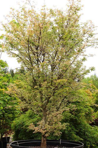 Acer palmatum 'Ukigumo' | Floating Cloud Tree | Floating Clouds Maple| plant lust Acer Palmatum Ukigumo, Floating Clouds, Cloud Tree, Japanese Garden Landscape, Japanese Maples, Acer Palmatum, Japanese Maple, Garden Landscape, Japanese Garden